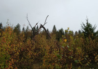 лес на краю болота