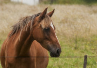 Лошадь на улице
