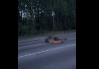 сбитый лось