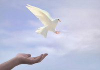 Голубь мира