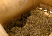 спасают медвежат