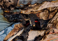 Вспыхнувший мобильник