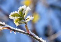 мороз_зима_снег