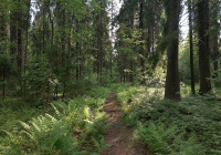 лесная тропа