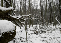 валежник_зима_лес_рубка