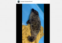 детеныш нерпы