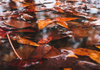 Осень на дворе