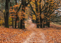 Осень в парке