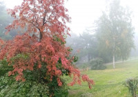 дерево осенью