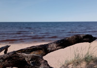 Коряга на озере