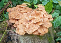 Пень с опятами в парке Петрозаводска