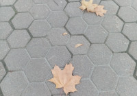 листья падают