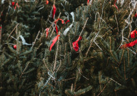 ель_елка_новый_год