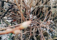 почки лопнули зимой