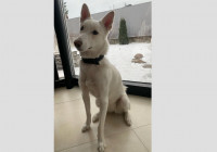 пропавшая собака