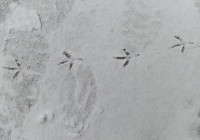 следы птицы