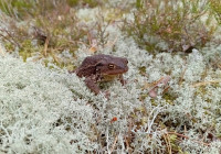 лягушка в лесу