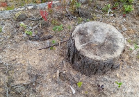 срубленное дерево