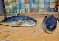 Ядовитая рыба