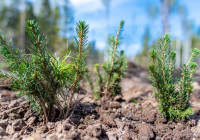 саженцы_кондопожское_лесохозяйство