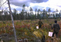 сборщики ягод