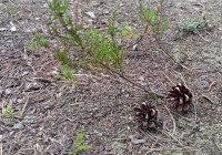 Шишки в лесу