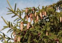 шишки на ветках