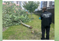 дерево детсад