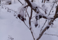 ягоды в снегу