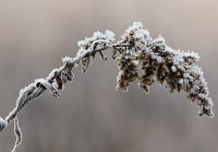 Снег на ветке