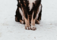 Лапы собаки