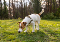 джек-рассел-терьер на прогулке