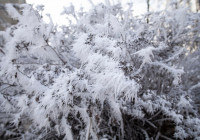 дерево в снегу