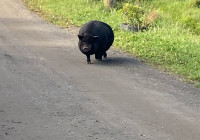 домашняя свинка убежала от хозяев