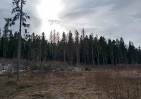 весна_осень_лес_небо_тучи_солнце