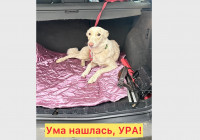 собака в машине