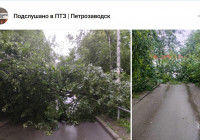 упавшее дерево