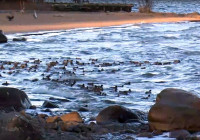 Уточки в Онежском озере