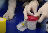 прививка собаке