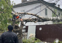 упавшее дерево в Сосновце