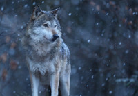 волк среди деревьев