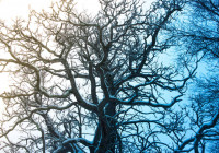 зима_дерево