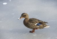 утка_зима