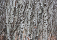 зима_березы_снег