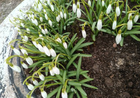 цветы_весна