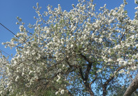 цветущая яблоня