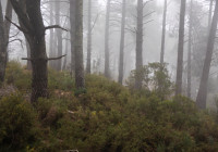 деревья в лесу