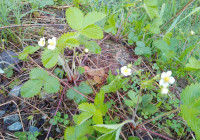 цветущая земляника