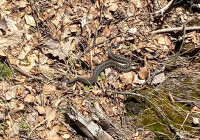 Змеи просыпаются в карельских лесах