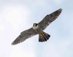 сапсан уралсиба